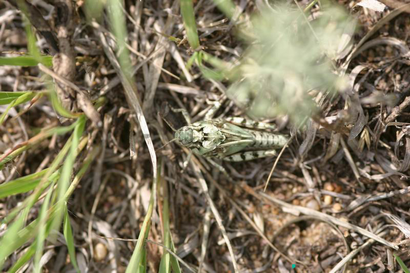 Angaracris_barabensis_n_04_193