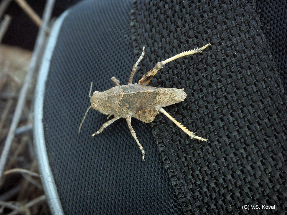 Bryodema_cf_gebleri_n_A01