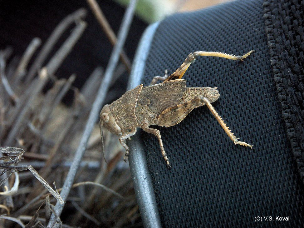 Bryodema_cf_gebleri_n_A02