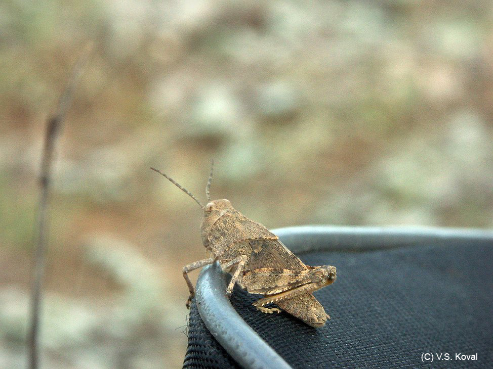 Bryodema_cf_gebleri_n_A03