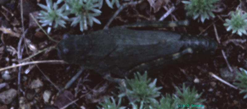 Bryodema_gebleri_f_03_01