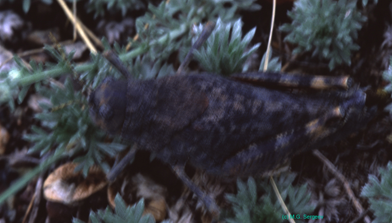 Bryodema_gebleri_f_03_02