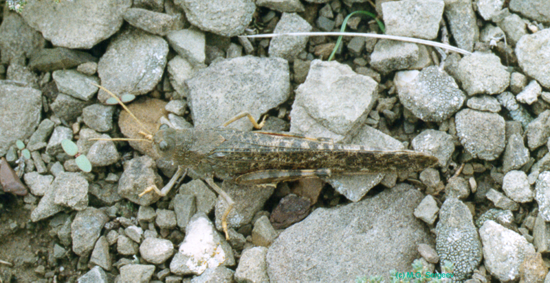 Bryodema_gebleri_m_001