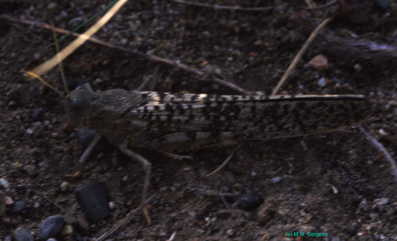 Bryodema_gebleri_m_03_02