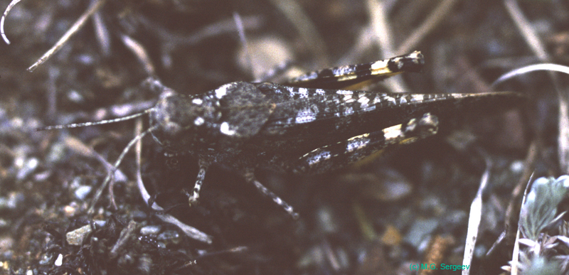 Bryodema_tuberculatum_f_98_01