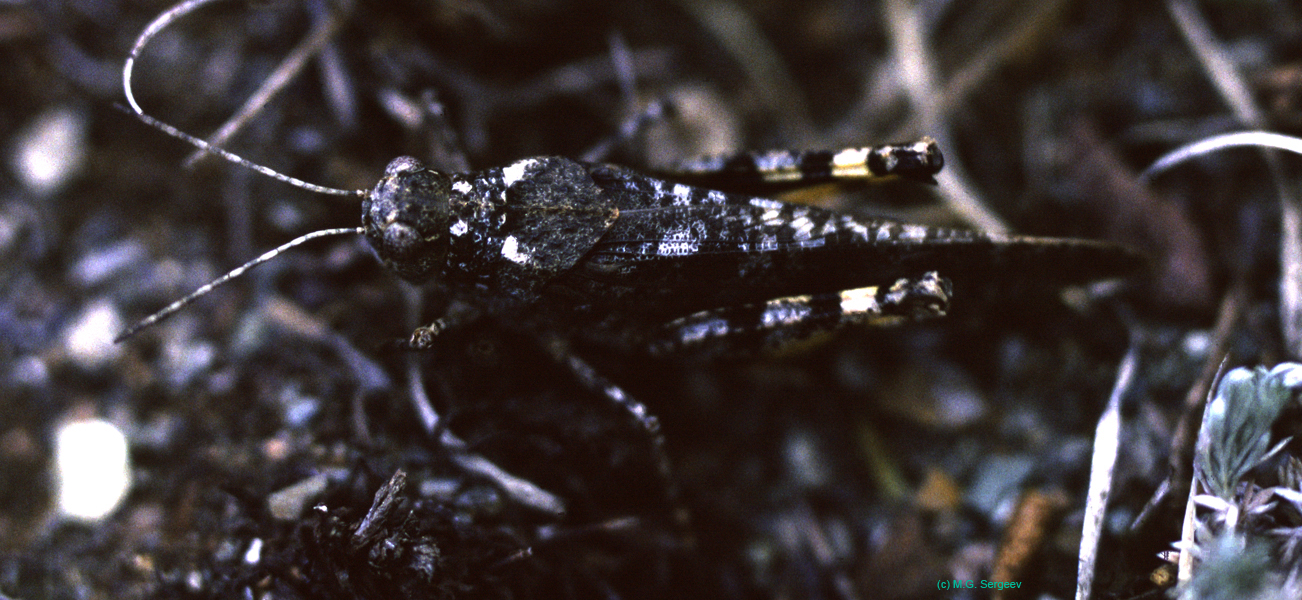 Bryodema_tuberculatum_f_98_02