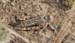 Angaracris_barabensis_f_2007_Danilov