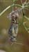 Angaracris_barabensis_m_2008_1_Danilov