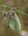 Angaracris_barabensis_m_2008_2_Danilov
