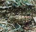 Bryodema_gebleri_f_001