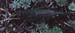 Bryodema_gebleri_f_03_01