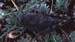 Bryodema_gebleri_f_03_02