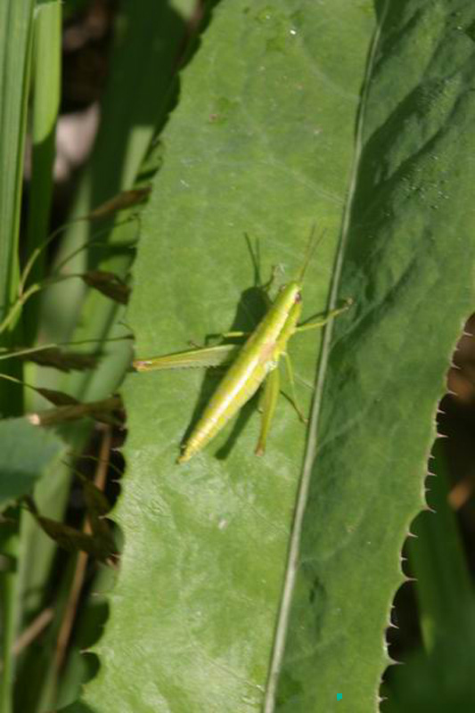 Euthystira_brachyptera_f_04_285