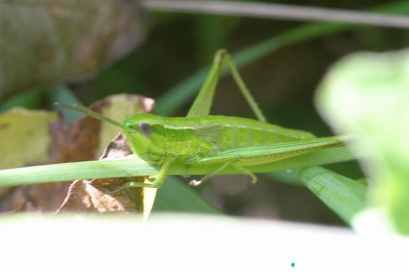 Euthystira_brachyptera_f_04_286