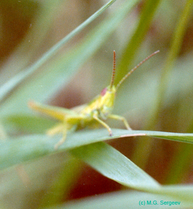 Euthystira_brachyptera_m_001