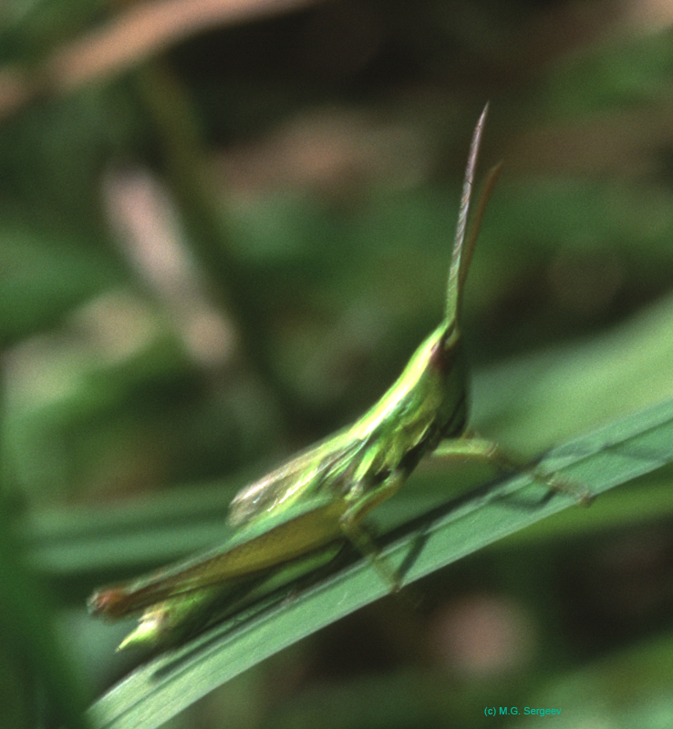 Euthystira_brachyptera_m_04_01