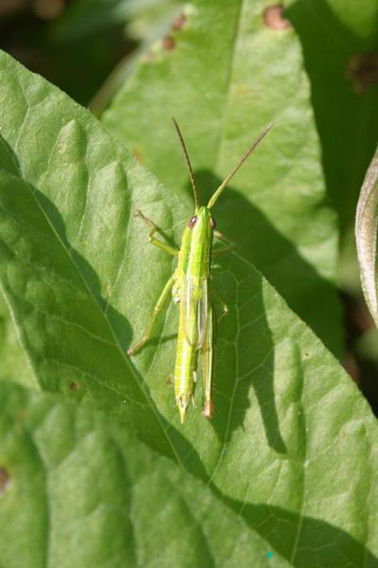 Euthystira_brachyptera_m_04_276
