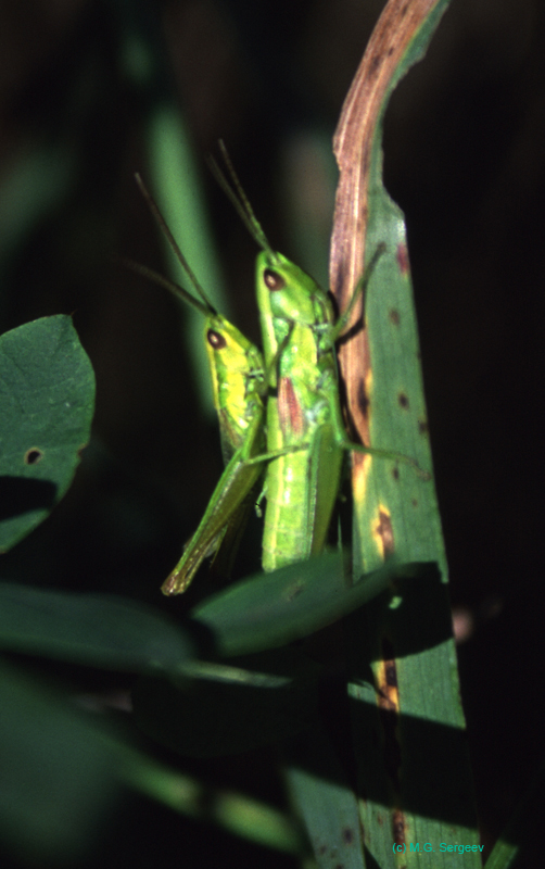 Euthystira_brachyptera_pair_02_01