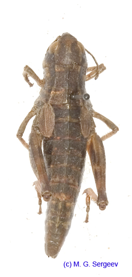 Podismopsis_altaica_f_1319