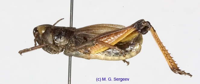 Podismopsis_altaica_m_1316