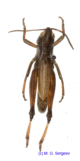Podismopsis_altaica_m_1317