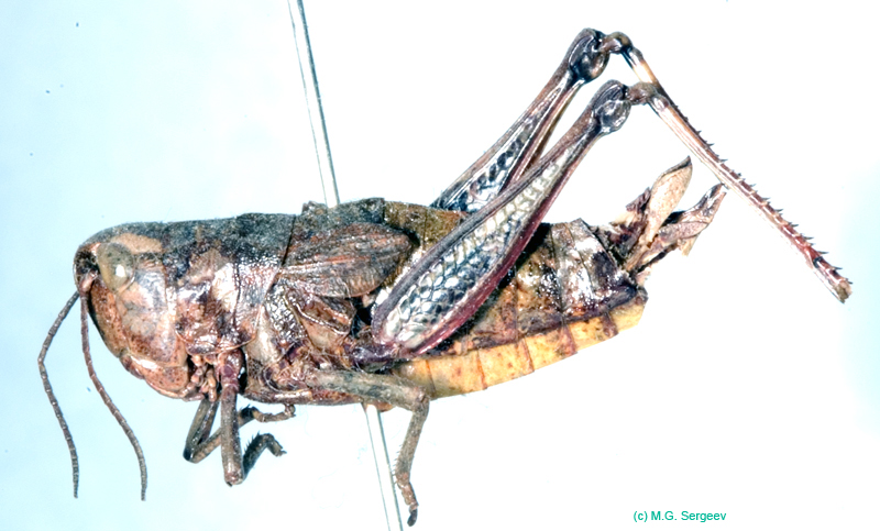 Podismopsis_gelida_f_816