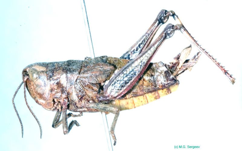 Podismopsis_gelida_f_820
