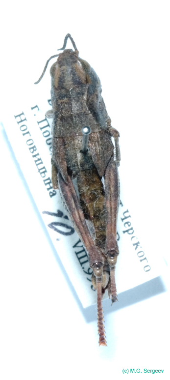 Podismopsis_gelida_f_822