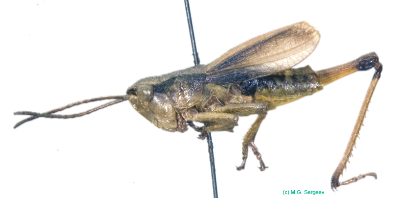 Podismopsis_gelida_m_807
