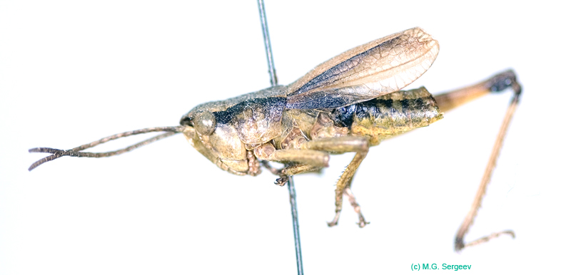 Podismopsis_gelida_m_812