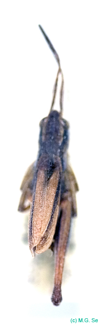 Podismopsis_gelida_m_813