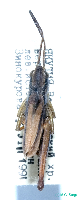 Podismopsis_gelida_m_814