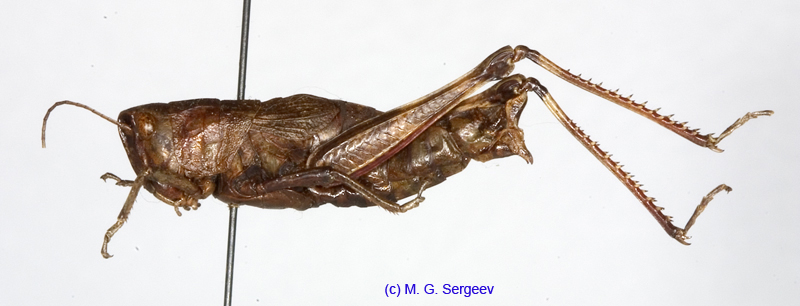 Podismopsis_genicularibus_f_1310