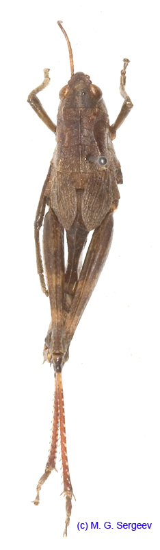 Podismopsis_genicularibus_f_1311