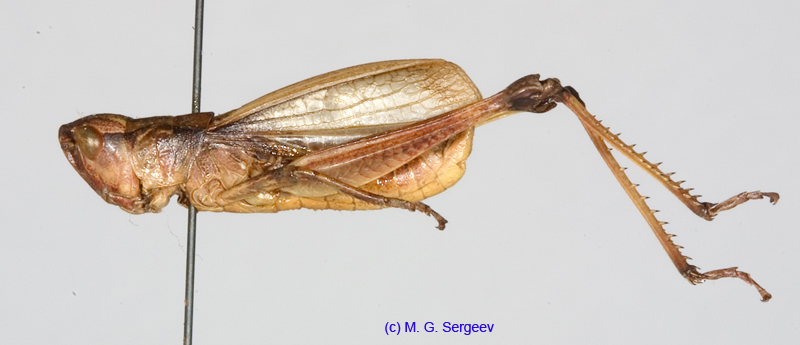Podismopsis_genicularibus_m_1308