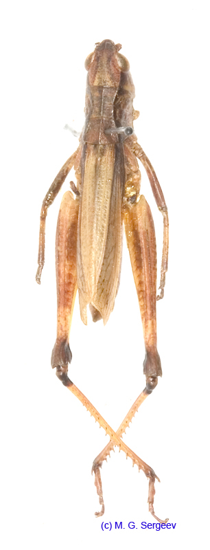 Podismopsis_genicularibus_m_1309