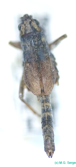 Podismopsis_jacuta_f_805