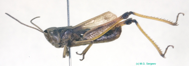 Podismopsis_jacuta_m_794