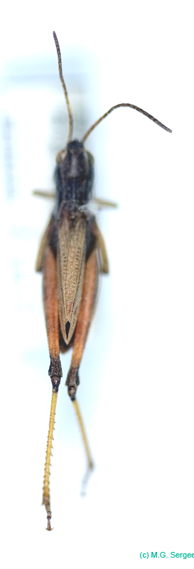 Podismopsis_jacuta_m_799