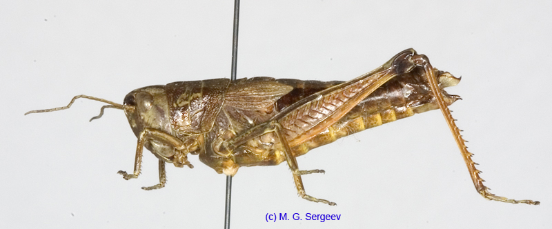 Podismopsis_poppiusi_f_1322