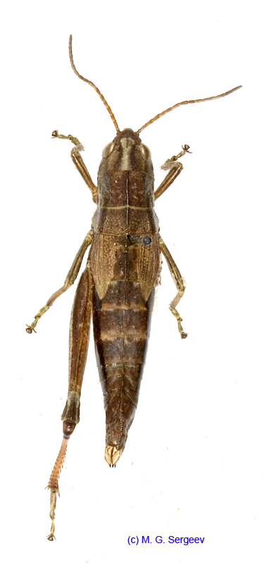 Podismopsis_poppiusi_f_1323
