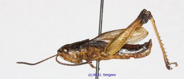 Podismopsis_poppiusi_m_1320
