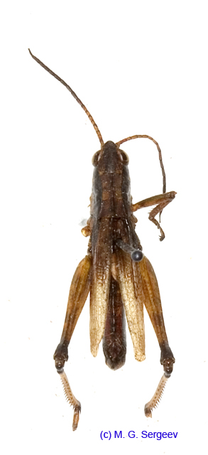 Podismopsis_poppiusi_m_1321