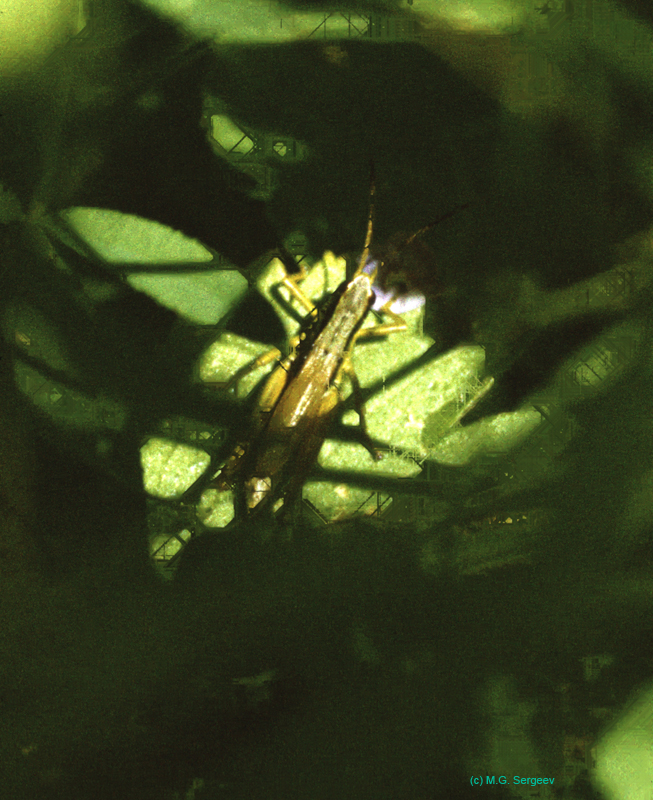 Podismopsis_poppiusi_m_92_01