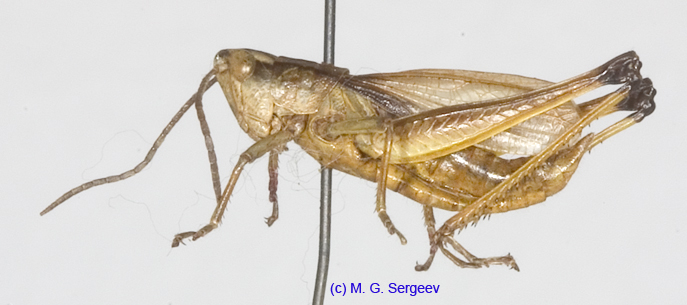 Podismopsis_ussuriensis_m_1312