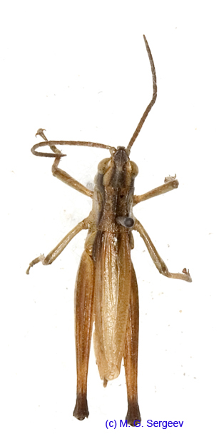 Podismopsis_ussuriensis_m_1313