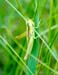 Euthystira_brachyptera_f_001