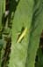 Euthystira_brachyptera_f_04_285