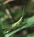 Euthystira_brachyptera_m_04_01