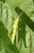 Euthystira_brachyptera_m_04_279